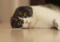 grey-and-white Scottish Fold cat with folded ears lying on their side