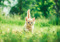 ginger kitten walking through grass outdoors