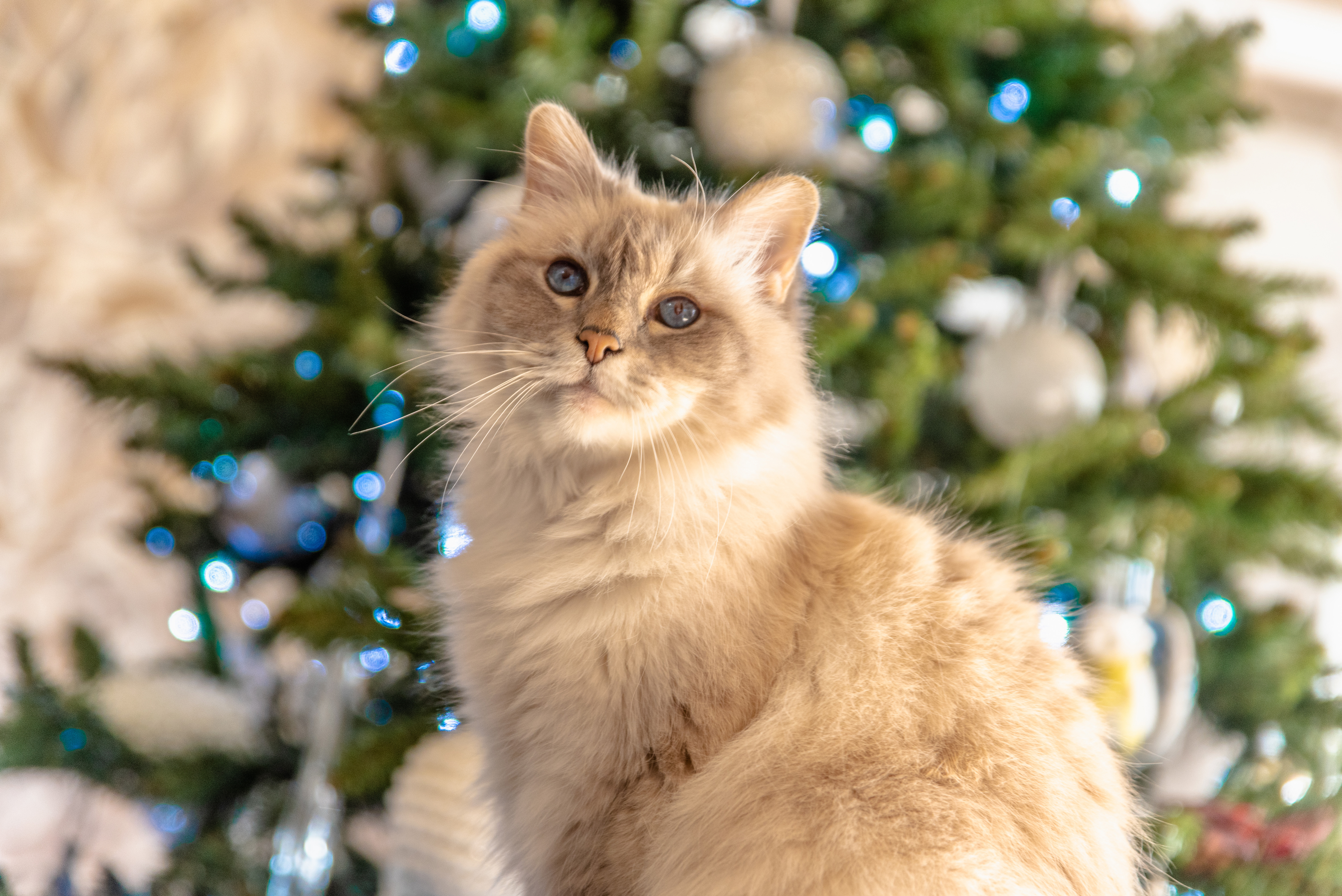 Forth Valley Christmas Paint and Sip 2025