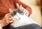 Grey-and-white cat with no eyes resting on a person's lap while being gently stroked