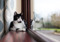 black-and-white cat sat on wooden windowsill looking out window