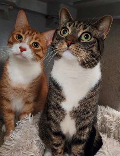 Oden and Zeus Bonded Pair