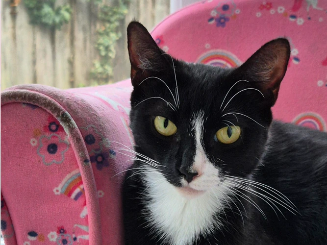 Information - Young Cats