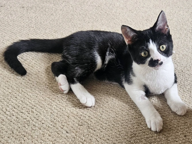 HUGO