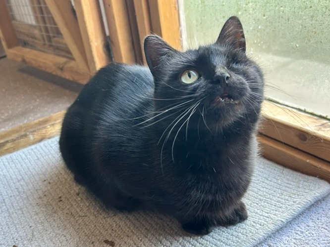 Jet