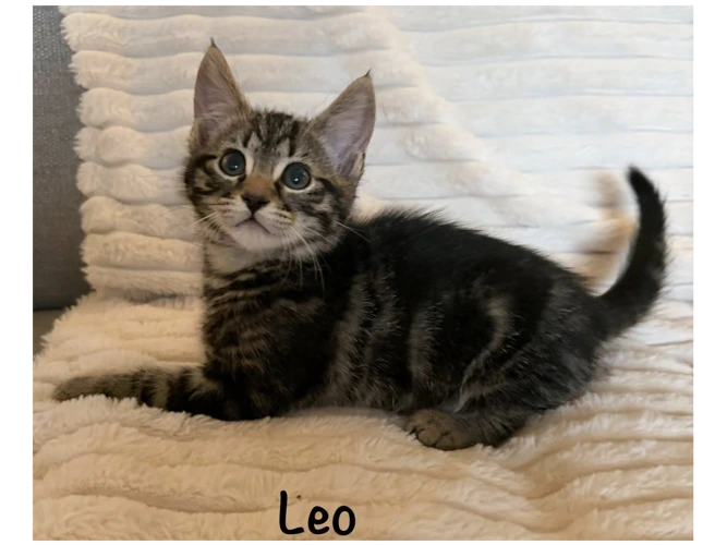 LEO