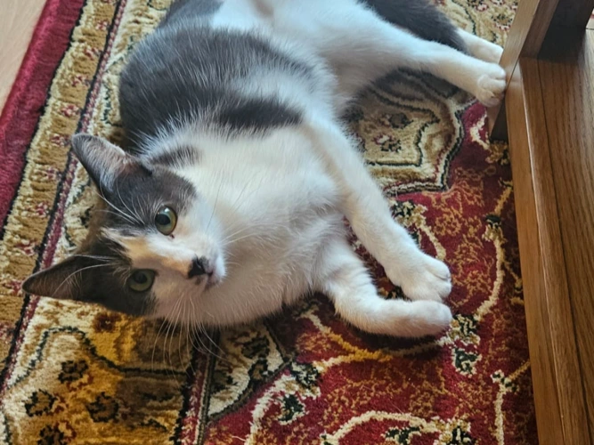 Belle