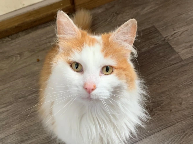 Oliver