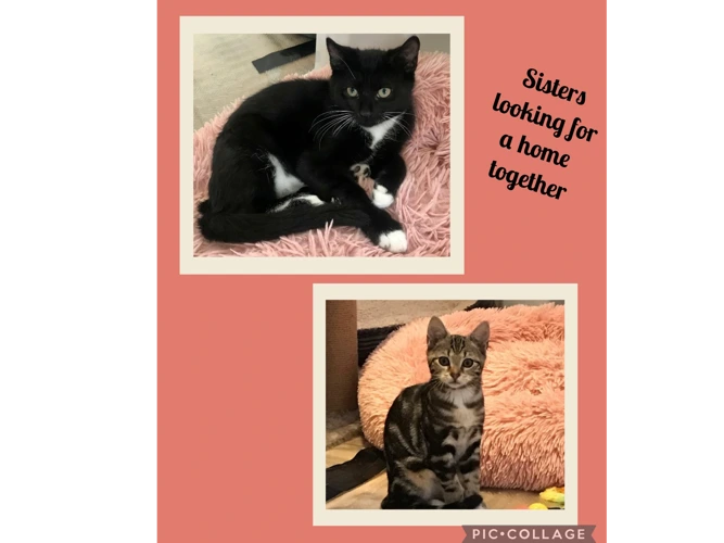 Kittens – Velma & Daphne
