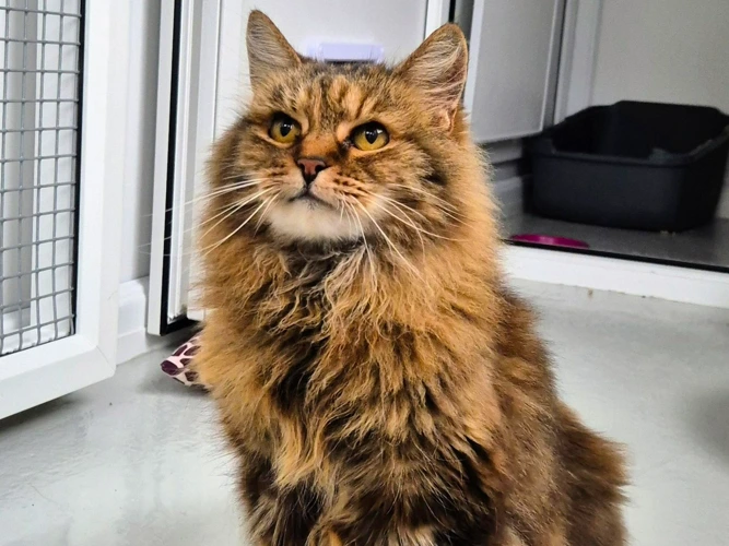 Information - Older Cats