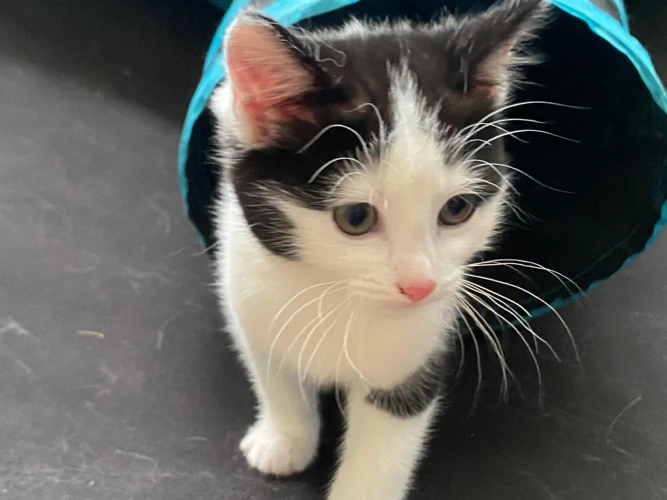 Kitten – Willow
