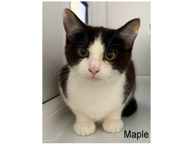 MAPLE