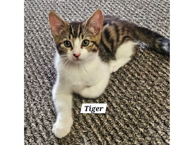 TIGER