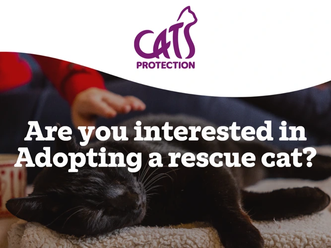 General Cat Adoption Enquiry