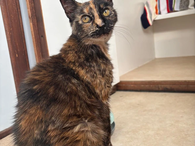 Fifi
