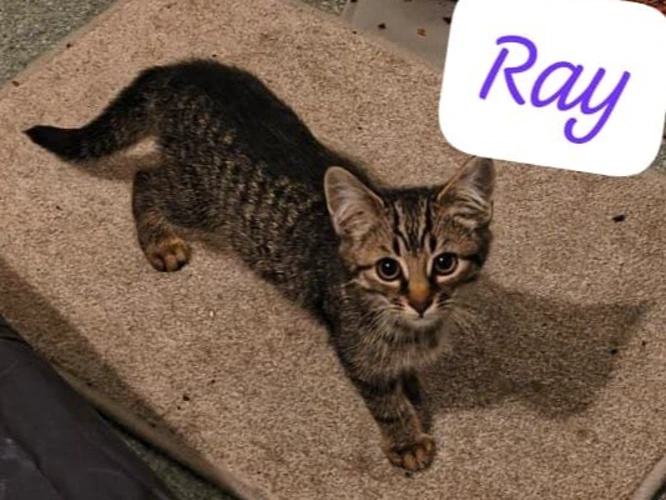 Ray