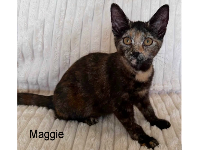MAGGIE
