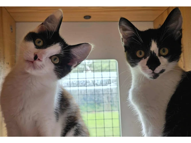 Oreo & Domino