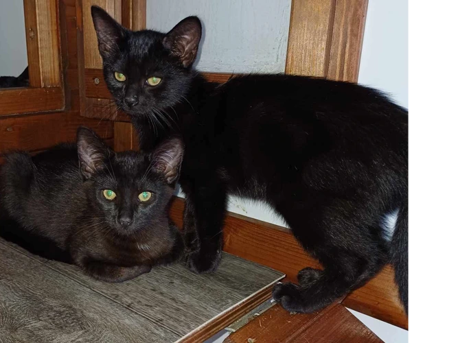 3 Black Kittens