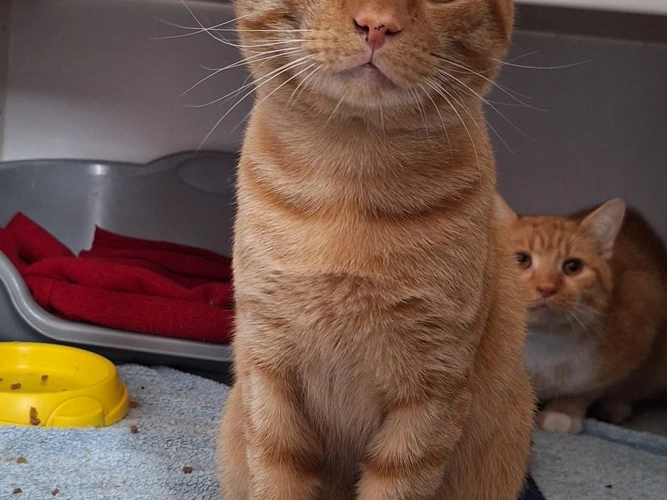 Odin and Thor