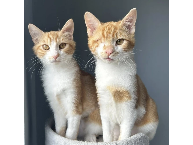 ROCKY & ROSIE