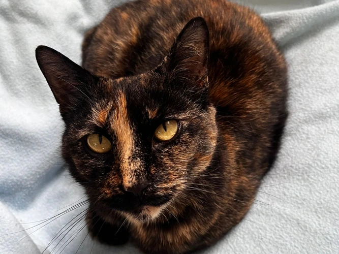 Willow