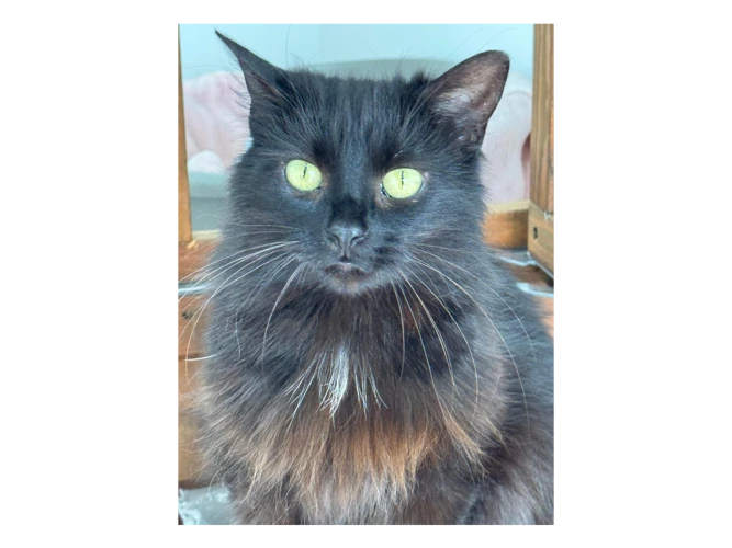 Bella