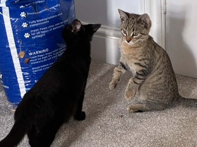 Archie and Morticia