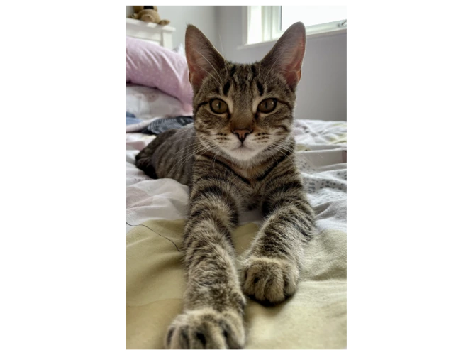 Lola