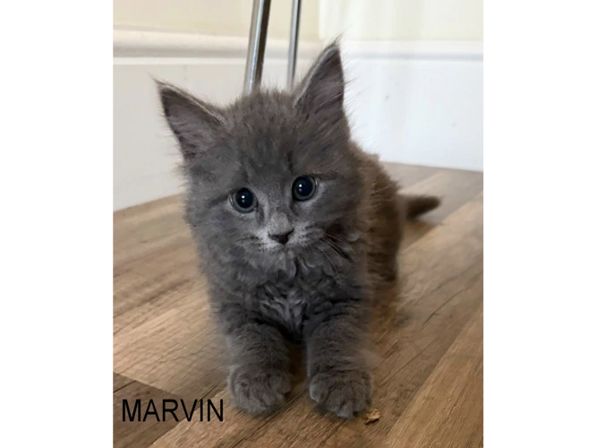 MARVIN