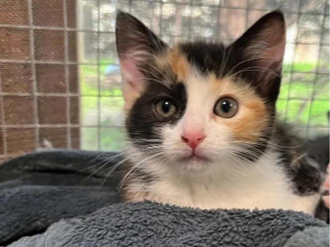 Kiki