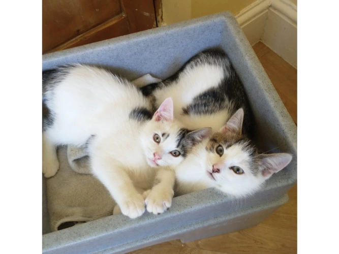 RESERVED  Eugene and Eeyore