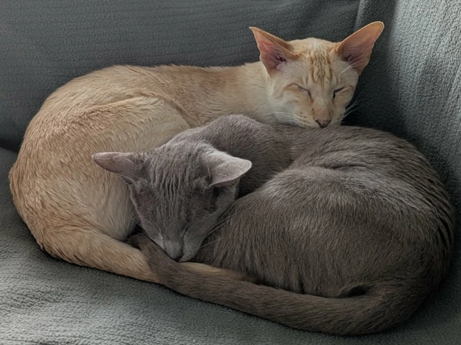 Honey & Chibee