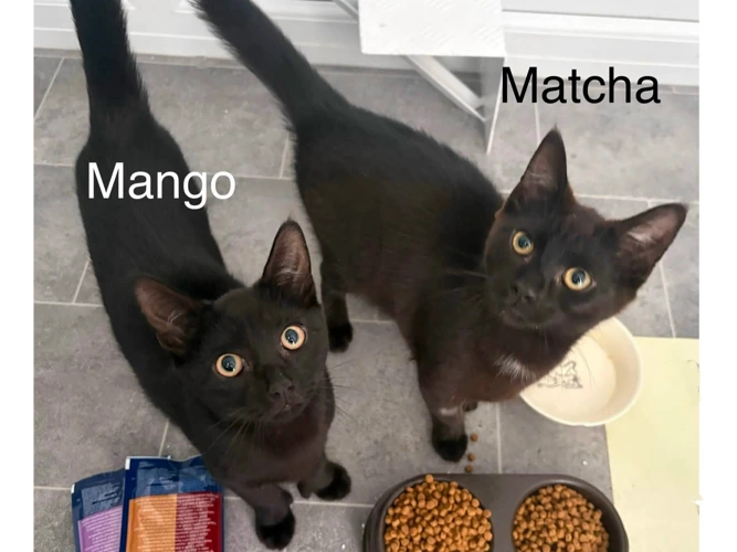 MANGO & MATCHA