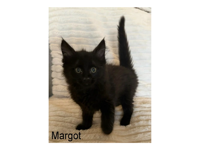 MARGOT