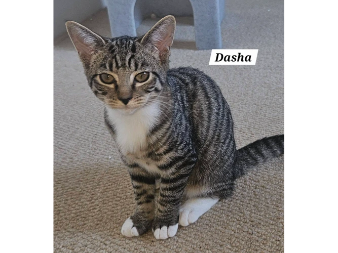 DASHA
