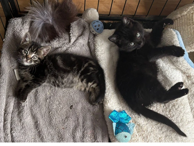Penny & Parker