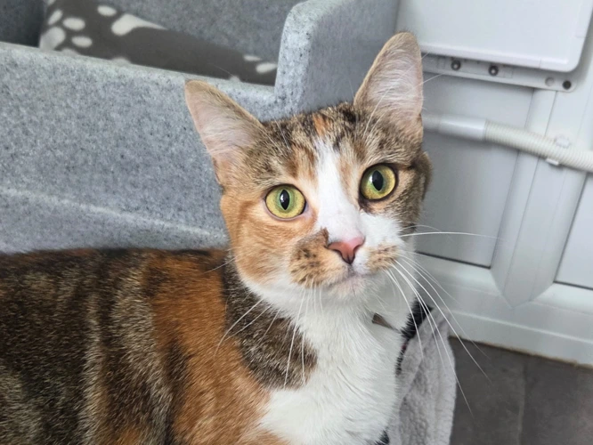 Coco