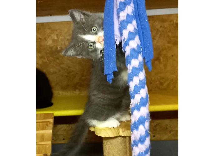 Kittens – Steel & Legend