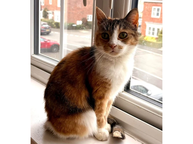 SMUDGE