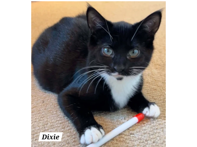 DIXIE