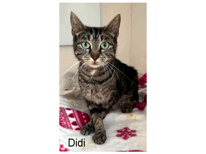 DIDI
