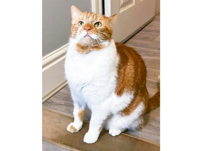 Jasper