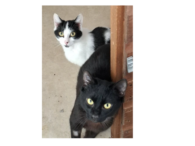Shadow & Puss