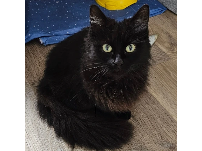 Biscuit