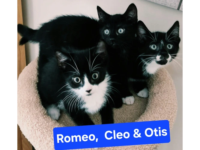 Romeo, Cleo and Otis