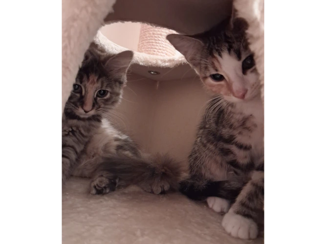 Bumpy and  Smoothie