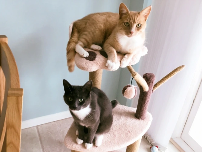 Goose & Simba
