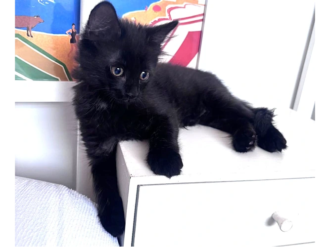 Harper