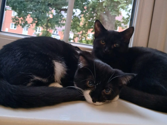 Kiara and Nala